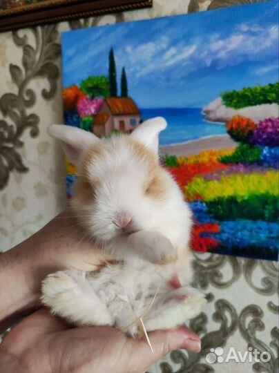 Декоративные кролики