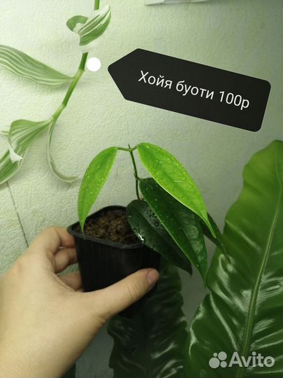 Комнатные растения часть 3