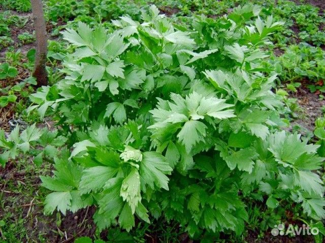 Растения пряные травы - мята и другие