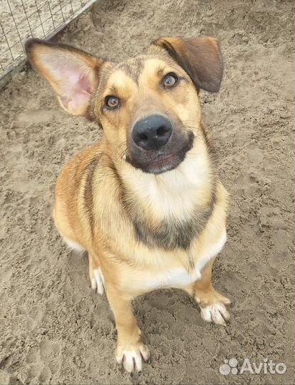 Красавчик Рони