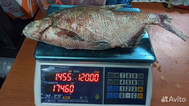 Лещ крупный