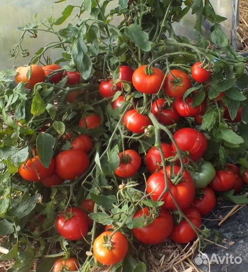 Семена низкорослых томатов