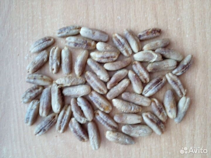 Семена финиковой пальмы(Крым)