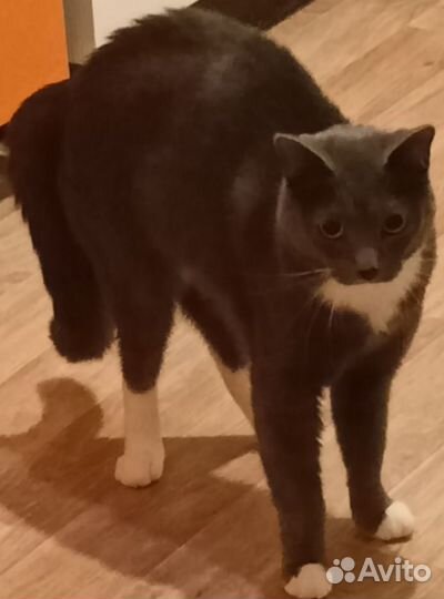 Кошка в дар бесплатно