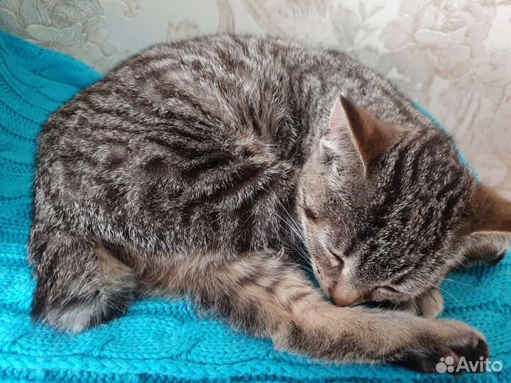 Кошки в добрые руки