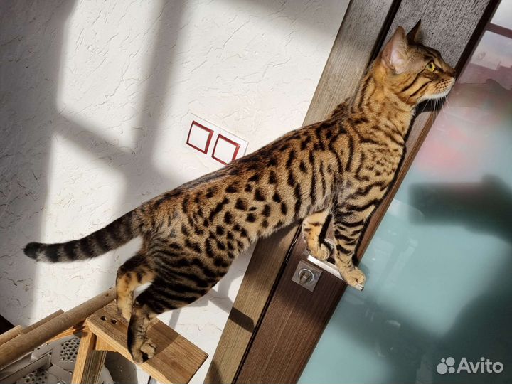 Кот на вязку