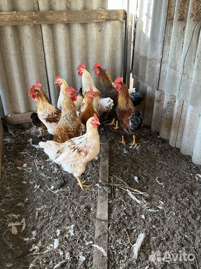 Молодые петухи