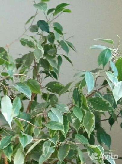 Комнатные цветы.Фикусы, алоэ, гибискус, фиалки