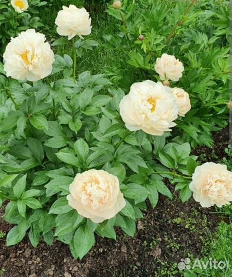 Пионы (корни)