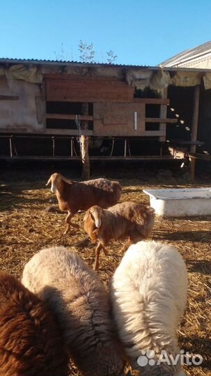 Овцы бараны ягнята