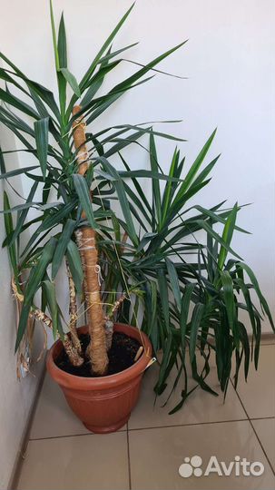 Пальма юкка