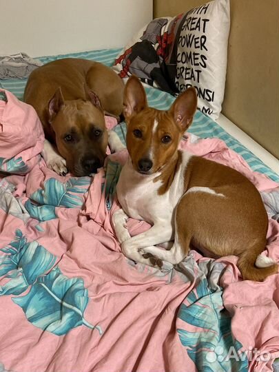 Передержка собак