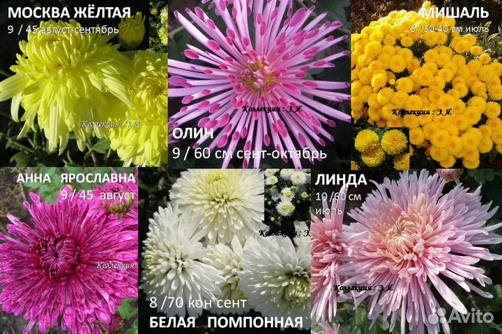 Хризантемы садовые, 8 кв. Доставка. Почтой