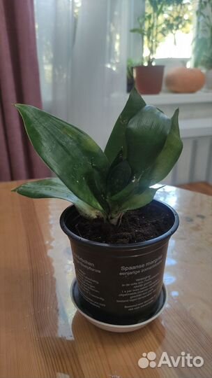 Сансевиерия