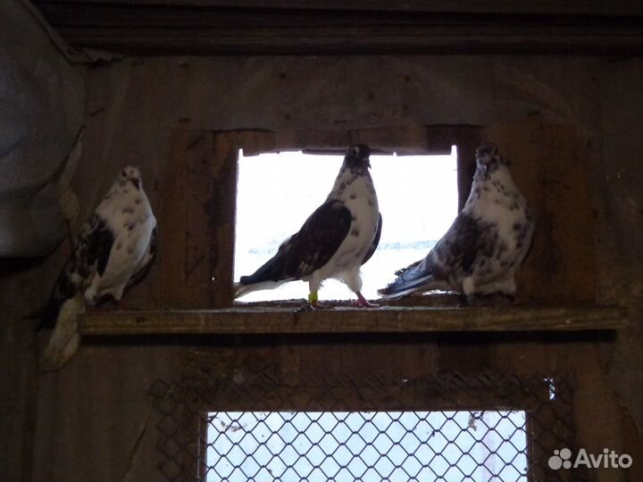 Домашние голуби. Николаевские, машистые