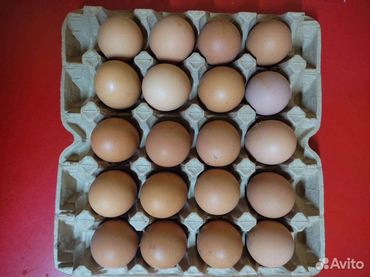 Яйцо куриное опт и розница