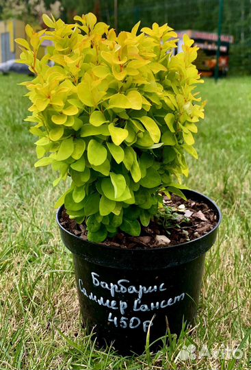 Барбарис Саммер Сансет