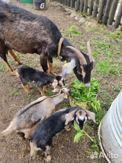 Баран,овцы,козлята