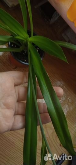 Хлорофитумы три сорта