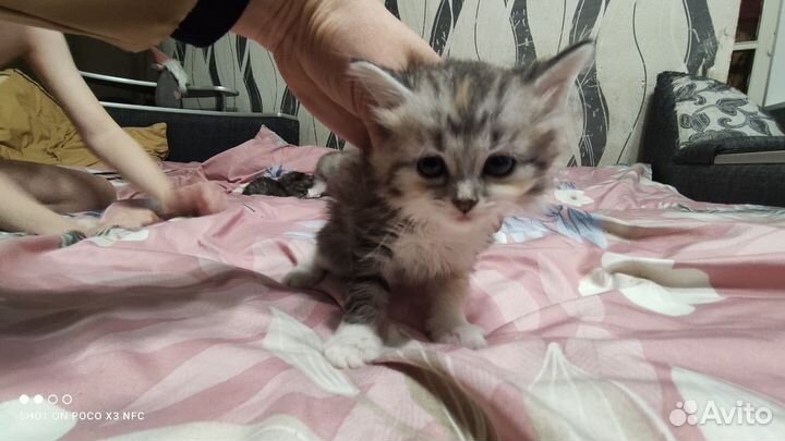 Котятки в добрые ручки