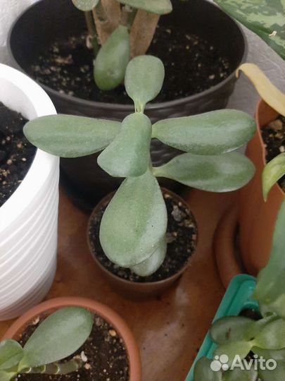 Денежное дерево