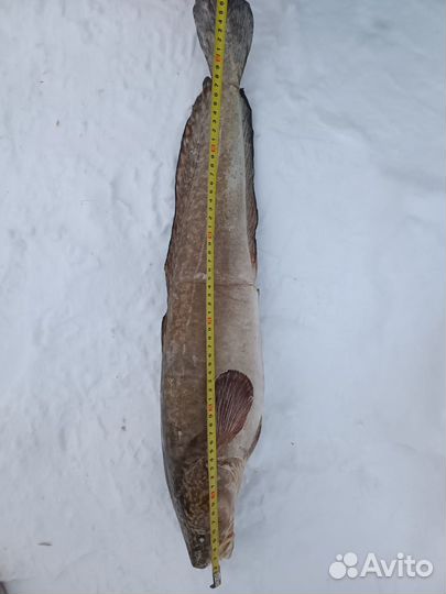 Рыба свежемороженая