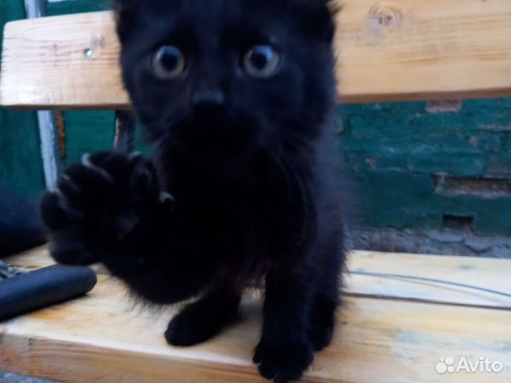 Кошка в дар бесплатно