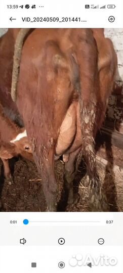 Коровы стельные, дойные, нетели, телки и телята