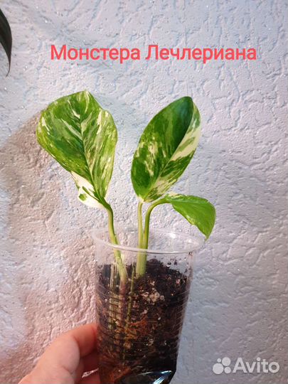 Монстера