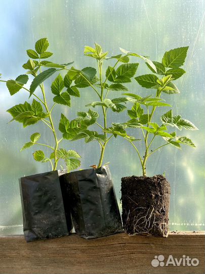 Саженцы малины