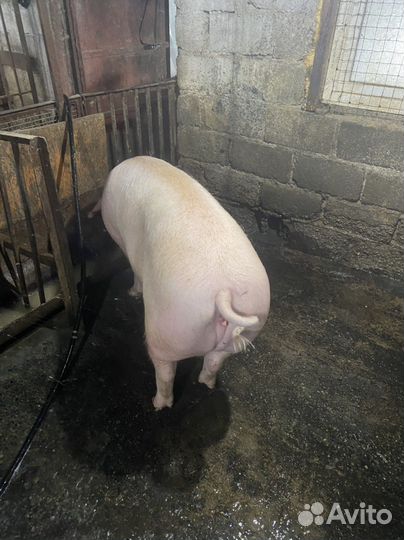 Супоросные свиноматки, см1, дюрок, ландрас