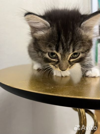 Котенок девочка