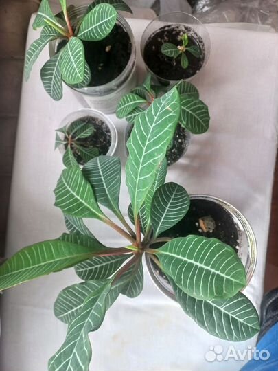 Молочай беложилковый ростки