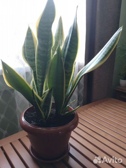 Сансевиерия Футура суперба