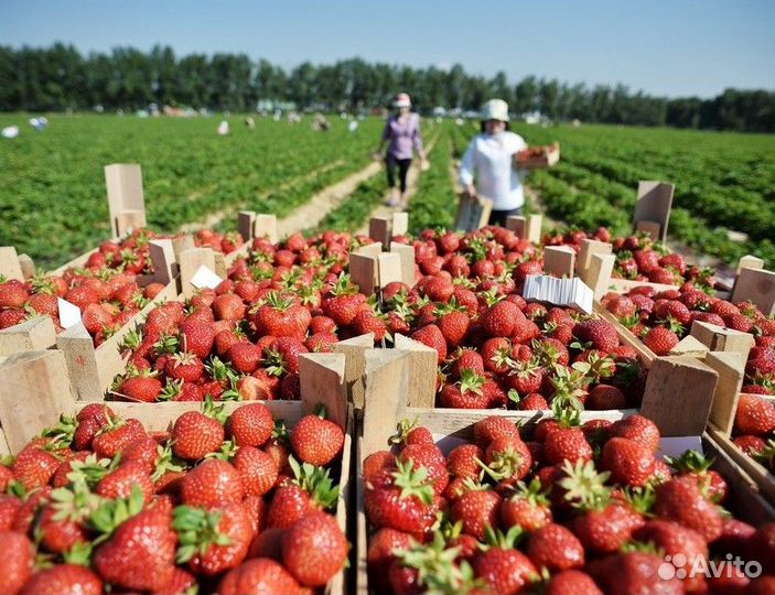 Вахта в Липецке.Сборщик(ца)
