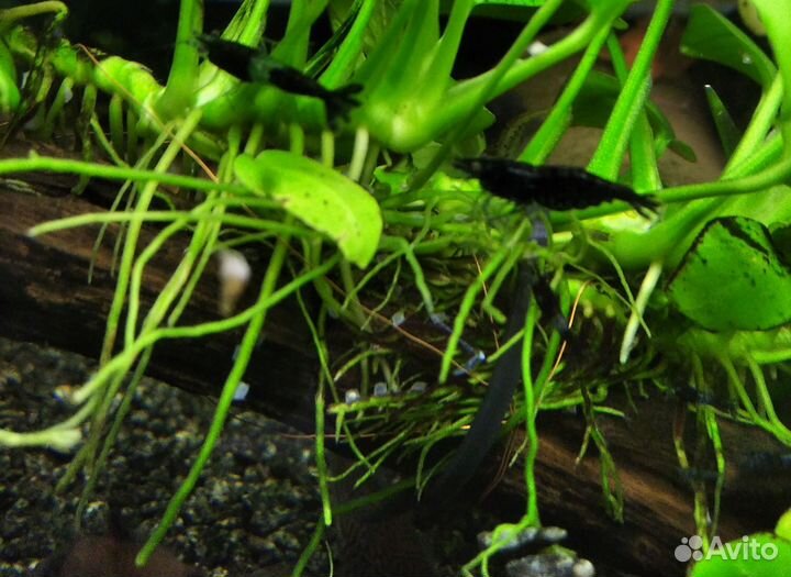 Коридорас Панда вуаль. Креветки. Улитки Хелена