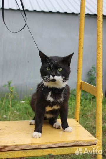 Кот Маркиз в добрые руки