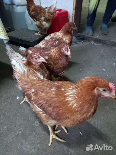 Куры несушки