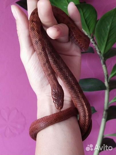 Змея узорчатый полоз