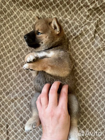 Продается клубный щенок Сиба-ну