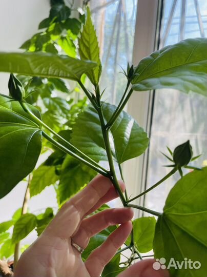 Гибискус китайская роза