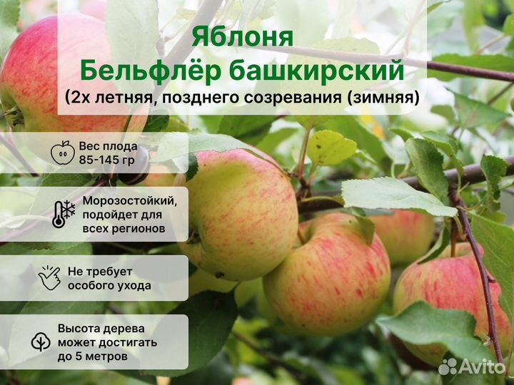 Яблоня Бельфлёр башкирский 2х летняя Зимняя