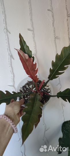 Филодендроны, спатифиллумы