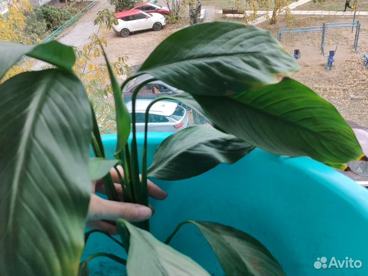 Спатифиллум или женское счастье