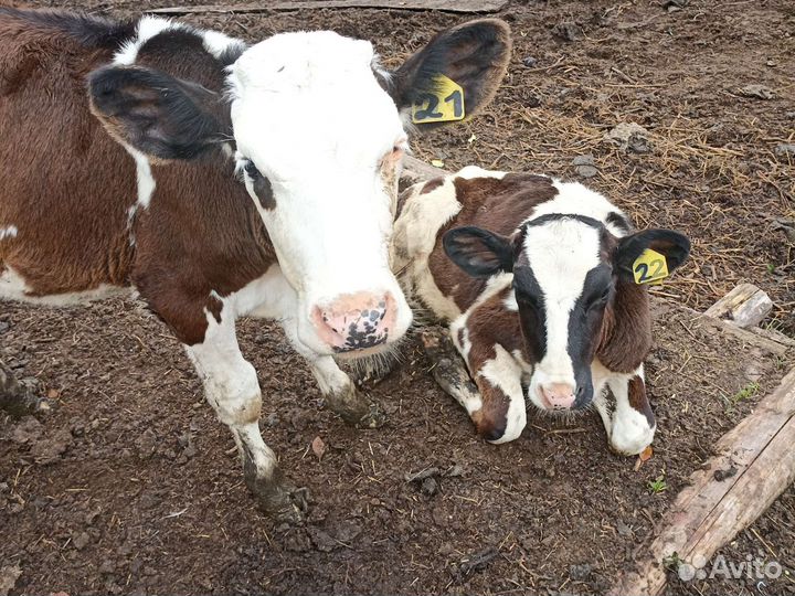 Телята телки