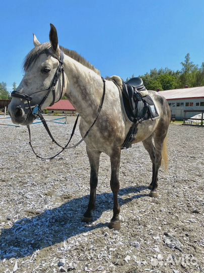 Продается Терский мерин,Тракененская кобыла и бп