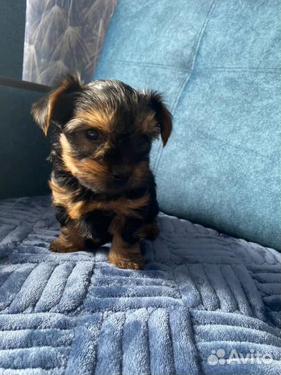 Йоркширский терьер