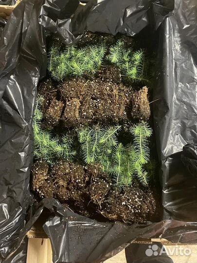 Саженцы ели окс от производителя