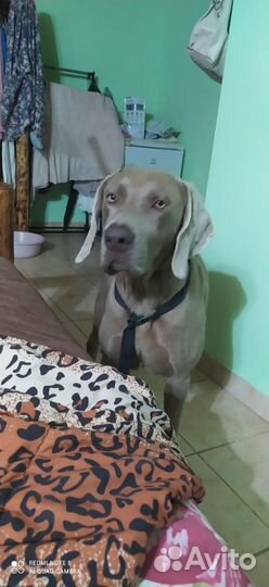 Вейнмаранер в добрые руки