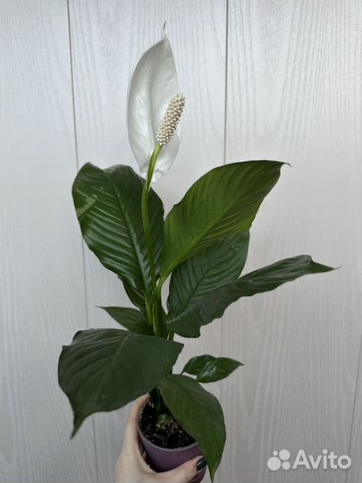 Спатифиллум